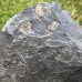 Dactylioceras commune